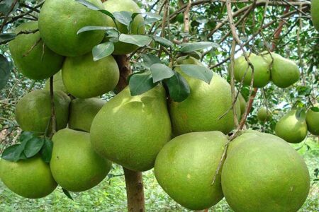 প্রাকৃতিক মিষ্টতায় ভরা বাতাবিলেবু- স্বাদও স্বাস্থ্য একসাথে
