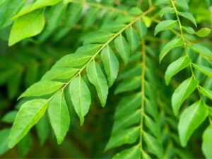 কারি পাতার স্বাস্থ্যগত উপকারিতা
