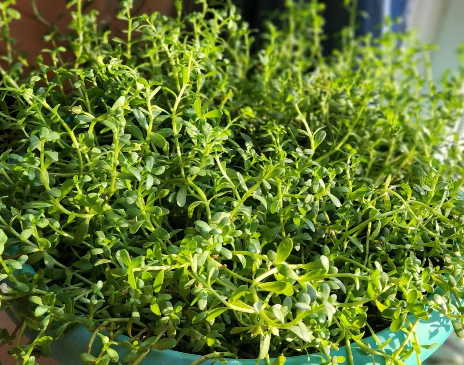 স্মৃতিশক্তি বৃদ্ধিতে ব্রাহ্মী শাকের ভূমিকা