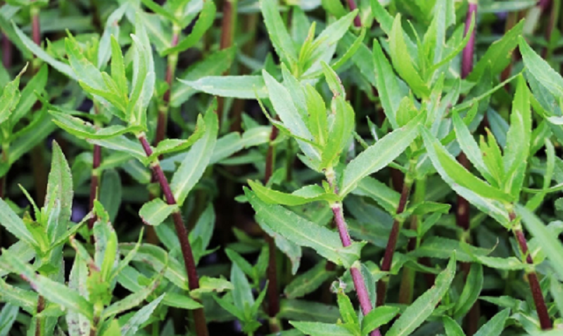 অনন্য স্বাদ ও পুষ্টিগুণে ভরপুর এক বিশেষ শাক-হিঞ্চে শাক অনন্য স্বাদ ও পুষ্টিগুণে ভরপুর এক বিশেষ শাক-হিঞ্চে শাক