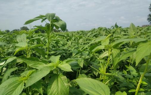 পাট শাক (Jute Leaves) – গ্রামীণ পুষ্টির ভাণ্ডার সহজলভ্য ও পুষ্টিগুণে ভরপুর শাক – পাট শাকের আশ্চর্য উপকারিতা পাট শাক (Jute Leaves) – গ্রামীণ পুষ্টির ভাণ্ডার সহজলভ্য ও পুষ্টিগুণে ভরপুর শাক – পাট শাকের আশ্চর্য উপকারিতা