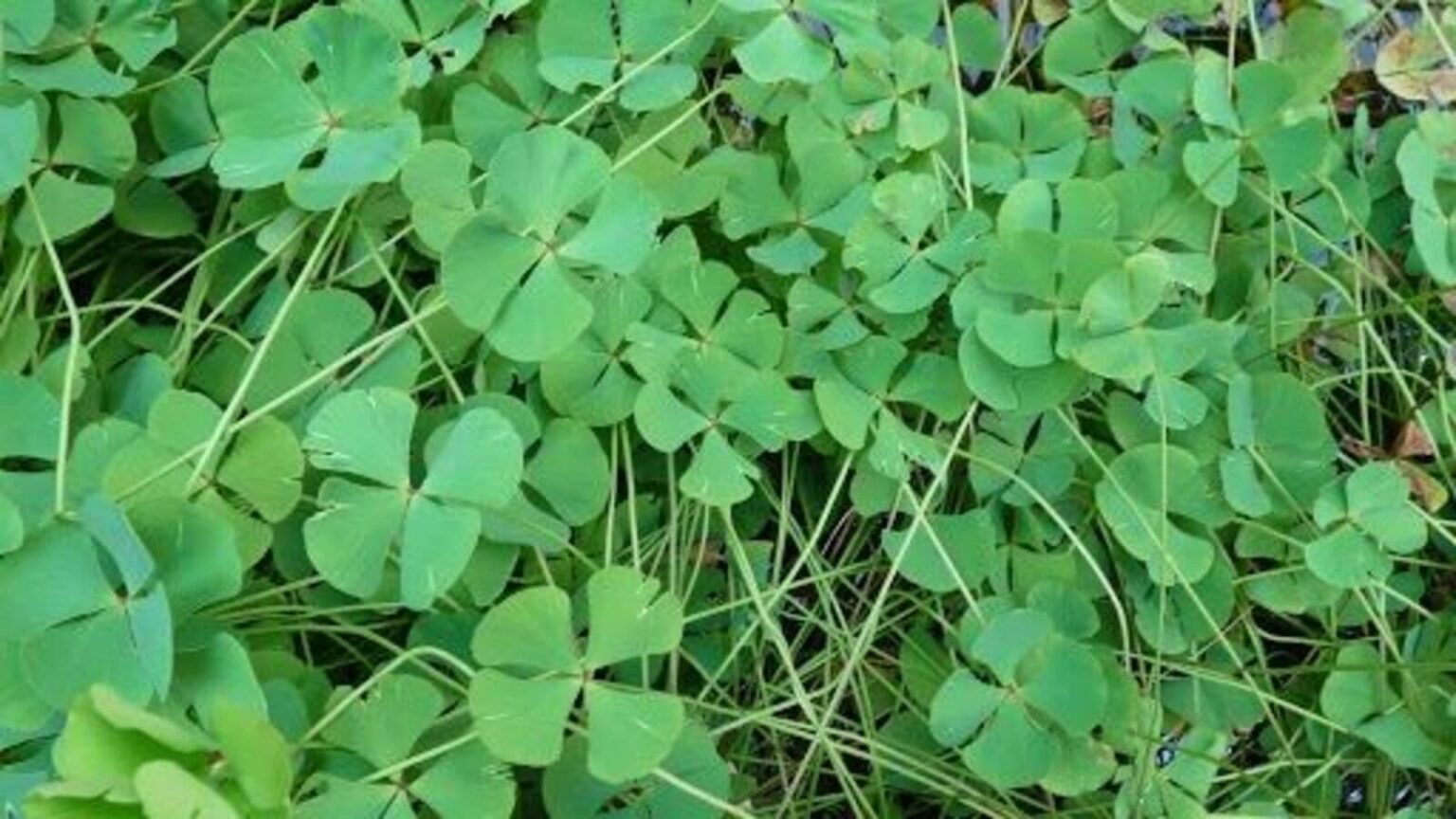 সুষনি শাক: গ্রামীণ আঙিনার হারিয়ে যাওয়া ভেষজ রত্ন