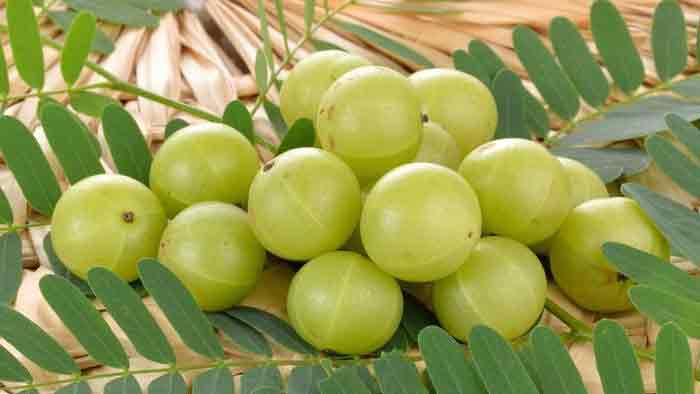 প্রকৃতির অমৃত ফল আমলকি প্রকৃতির অমৃত ফল আমলকি