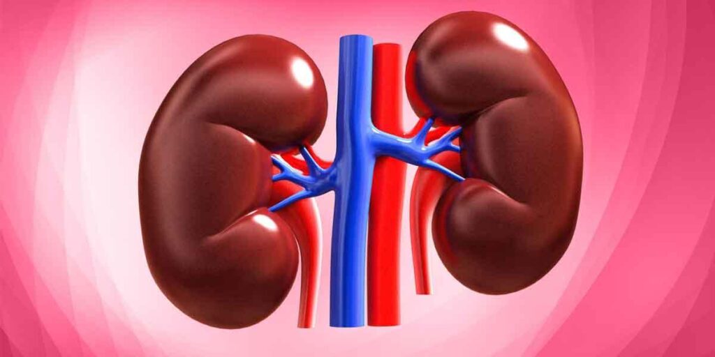 কিডনির সমস্যা হলে কি করা উচিৎ?
