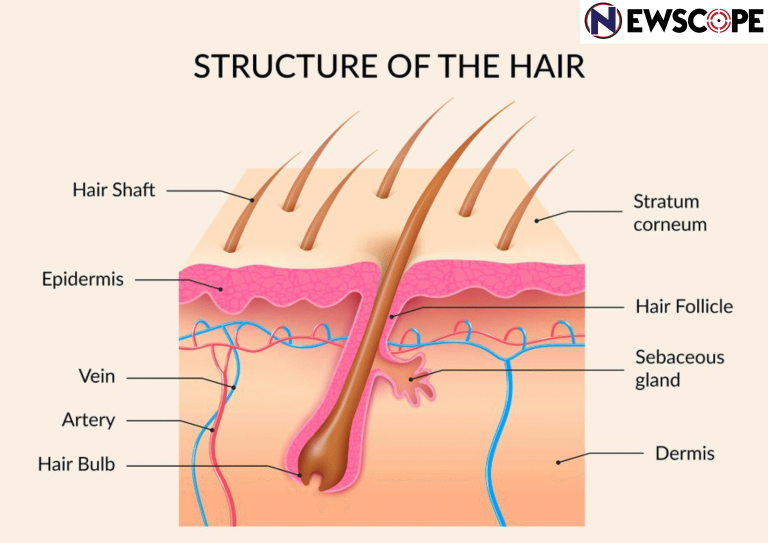 চুলের গোড়া (Root Of The Hair) দুর্বল হলে কি করা উচিৎ? চুলের গোড়া (Root Of The Hair) দুর্বল হলে কি করা উচিৎ?